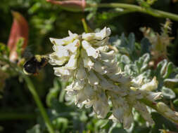 Image of Obscure Bumble Bee