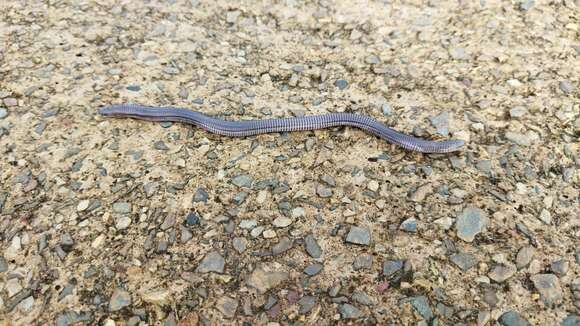 Image of Mertens'  Worm Lizard