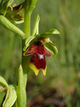 Слика од Ophrys insectifera subsp. aymoninii Breistr.