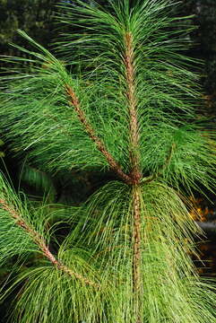 Imagem de Pinus engelmannii Carrière