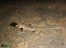 Image of Cyrtopodion kiabii Ahmadzadeh, Flecks, Torki & Böhme 2011