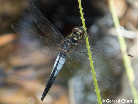 Image of Lyriothemis mortoni Ris 1919