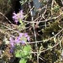 Thymus punctulosus Klokov resmi