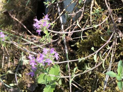 صورة Thymus punctulosus Klokov