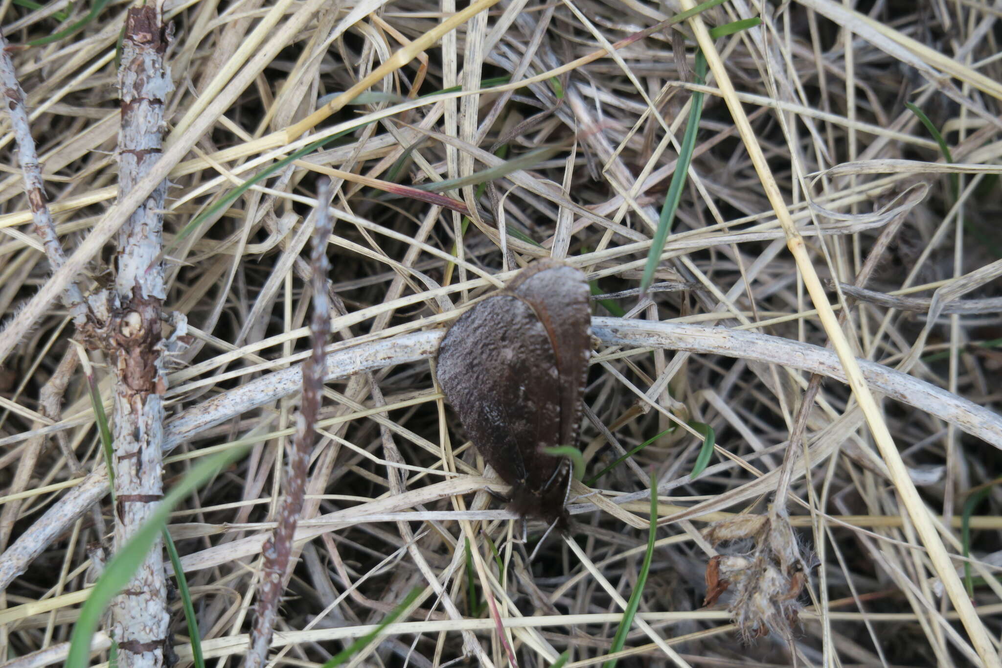 Image de Alpin à disque rouge