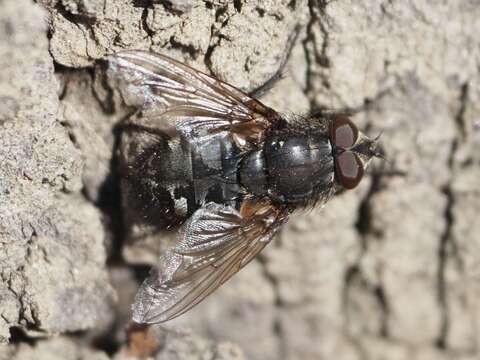 Image of Cluster fly