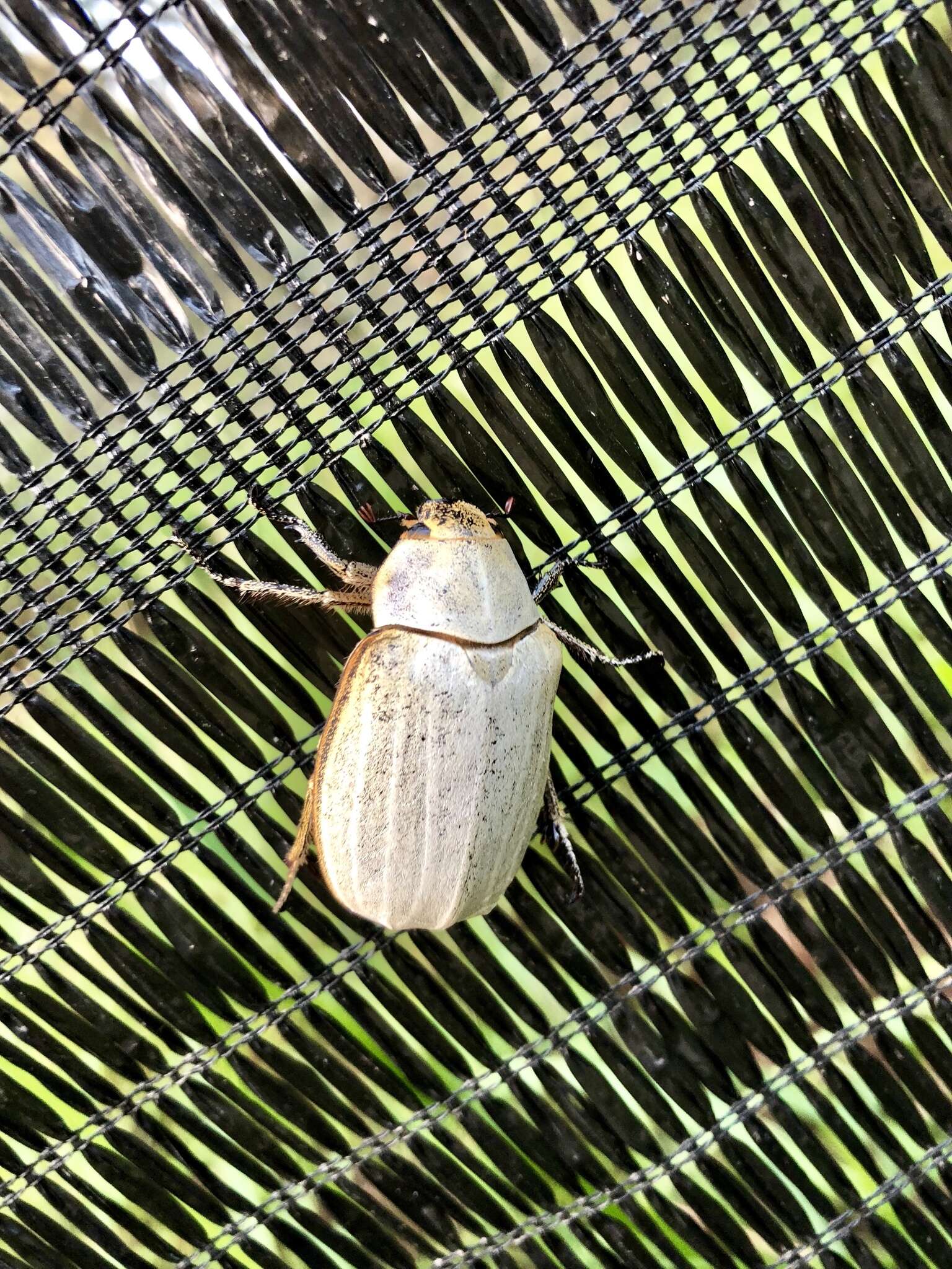 Image of Lepidiota stigma (Fabricius 1798)