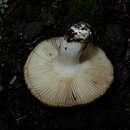 Image de Russula novae-zelandiae McNabb 1973