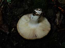 Image of Russula novae-zelandiae McNabb 1973