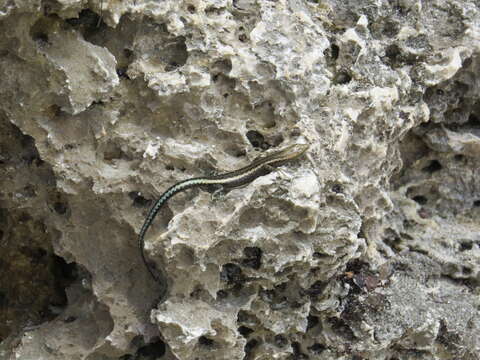 Image of East-African Snake-eyed Skink