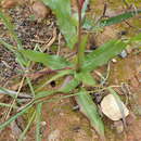 Image of Cyanella orchidiformis Jacq.