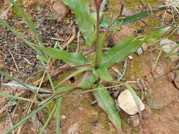 Image of Cyanella orchidiformis Jacq.