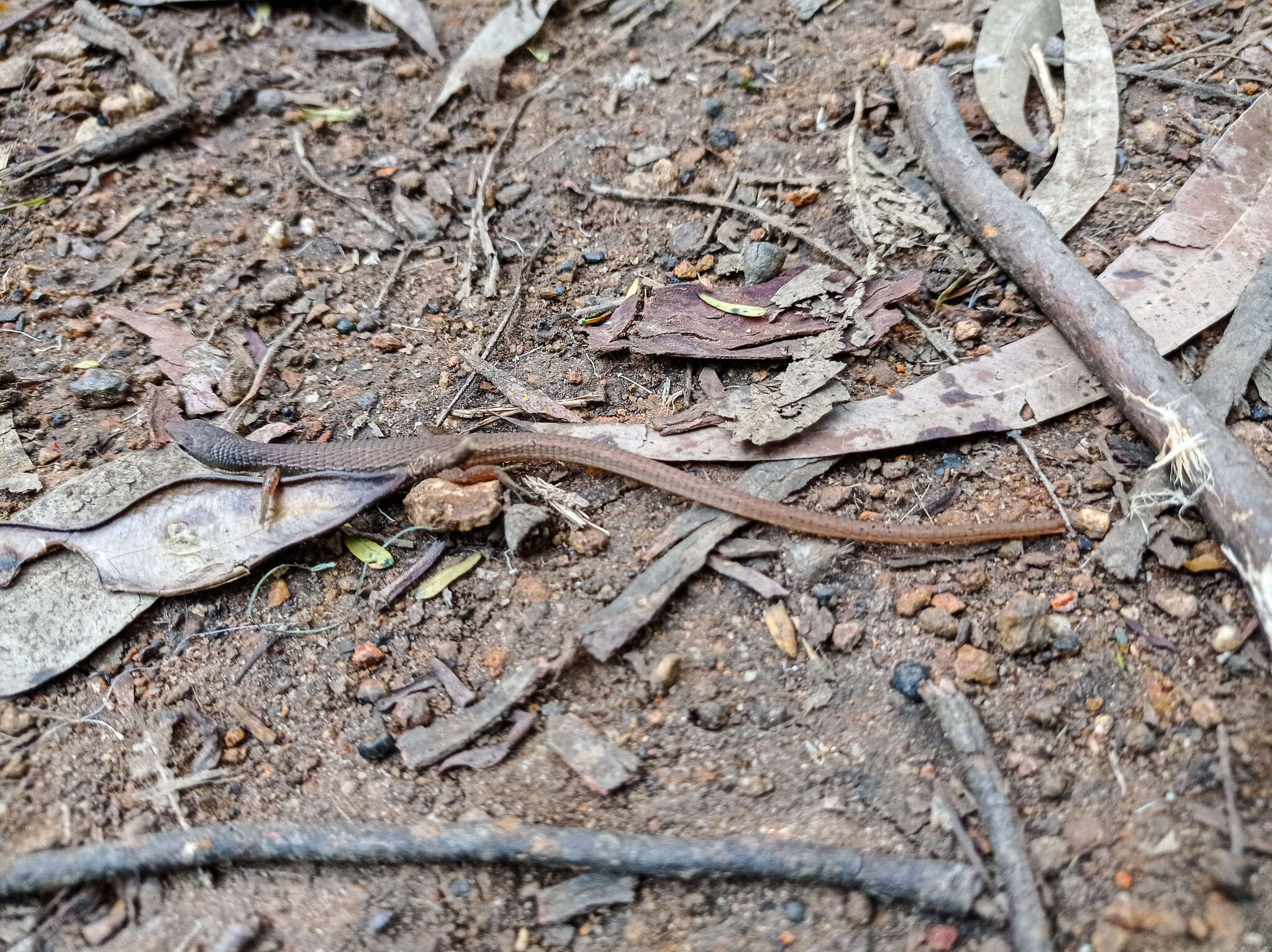 Image of White-Striped Eyed Lizard)