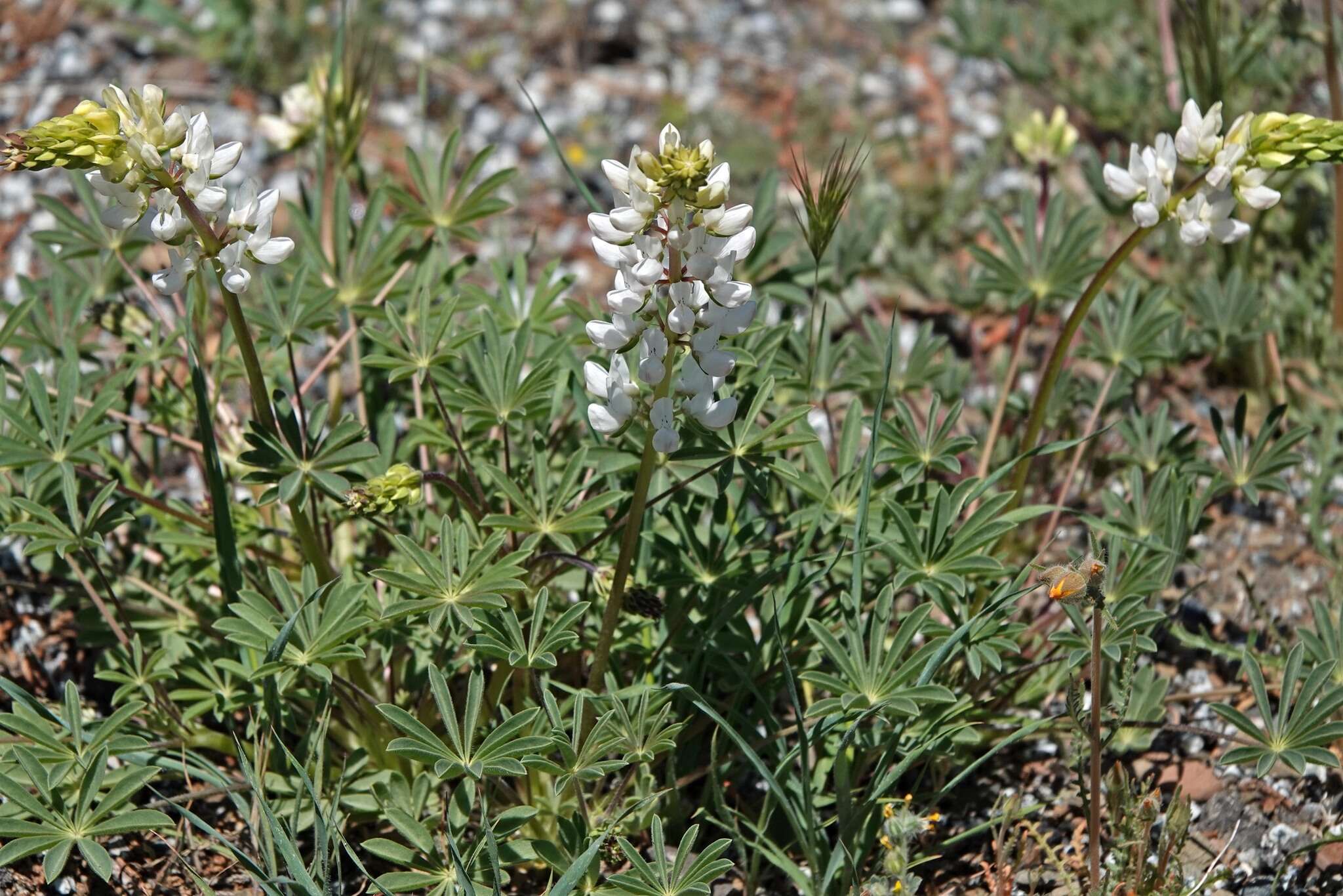 Image of whitewhorl lupine