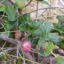 Billardiera longiflora var. ovalis (Lindl.) E. M. Bennett resmi