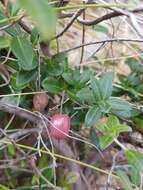 Image of Billardiera longiflora var. ovalis (Lindl.) E. M. Bennett