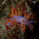 Image of Coryphellina poenicia (Burn 1957)