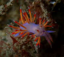 Image of Coryphellina poenicia (Burn 1957)