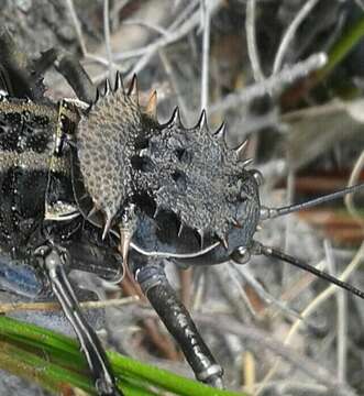 Image de Hetrodes pupus (Linnaeus 1758)