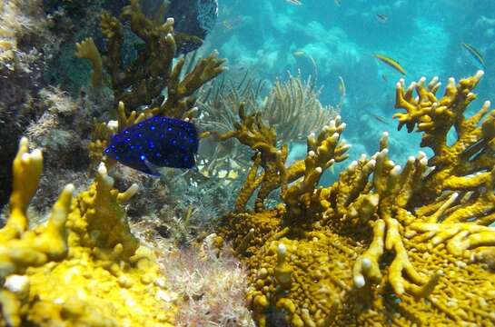 Image of Fire coral