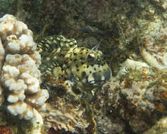 Image of Wavy lined blenny