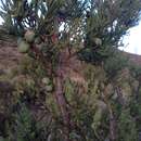 Image of Juniperus deppeana var. deppeana