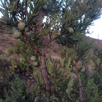 Слика од Juniperus deppeana var. deppeana