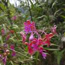 Image of Epidendrum schweinfurthianum Correll