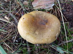 Image de Russula clavipes Velen. 1920