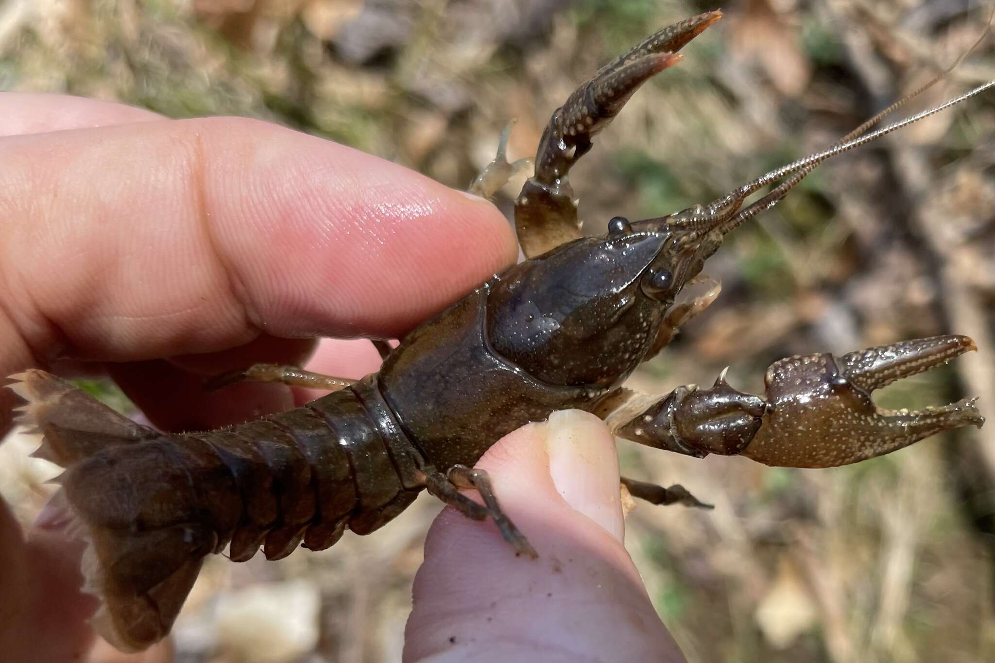 Image of Cambarus acuminatus Faxon 1884