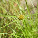 Image of Rhynchospora heterochaeta S. T. Blake