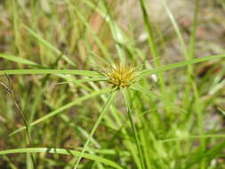 Image of Rhynchospora heterochaeta S. T. Blake