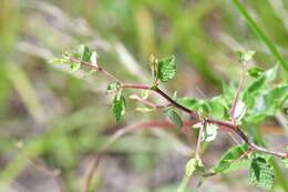 Plancia ëd Prunus texana Dietr.