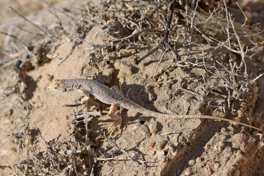 Image of Spotted Sand Lizard