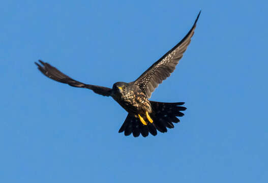 Image of Black Merlin