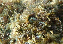 Image of Barnacle Blenny