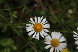 Plancia ëd Erigeron galeottii (Hemsl.) Greene