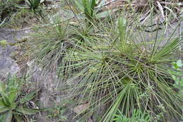 Image of Agave tenuifolia Zamudio & E. Sánchez