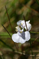 Image of Utricularia tricolor A. St. Hil.