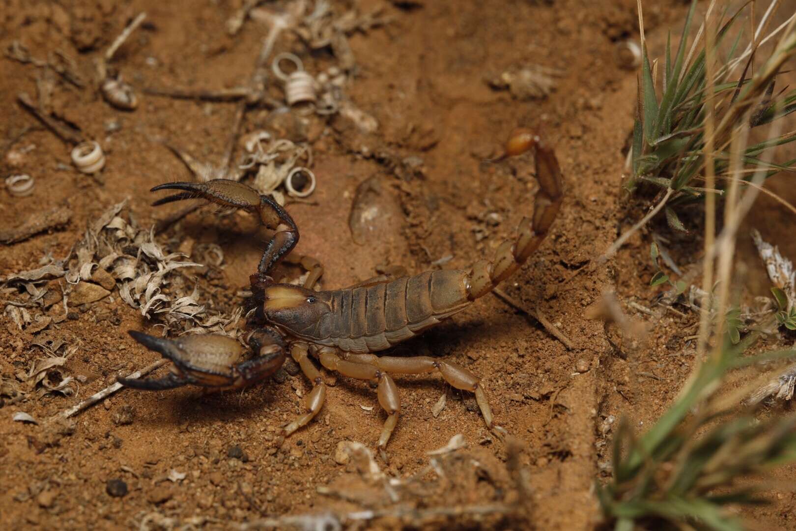 Opistophthalmus nitidiceps Pocock 1896 resmi