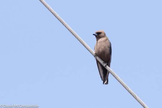 Image of Dusky Woodswallow