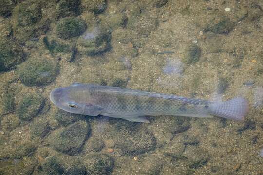 Image de Oreochromis niloticus (Linnaeus 1758)