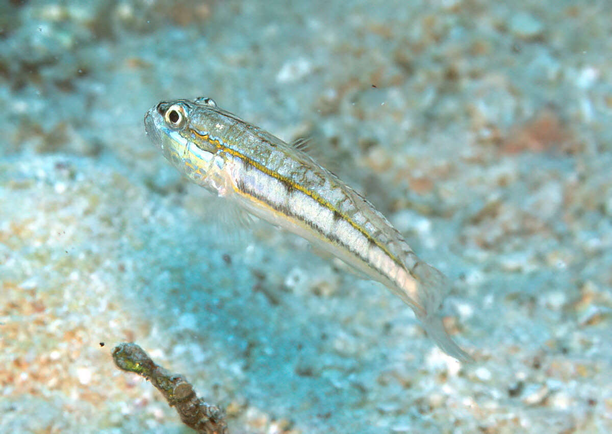 Image of Ladder goby