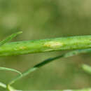 Image of Siberian catchfly