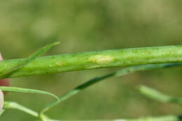 Image of Siberian catchfly