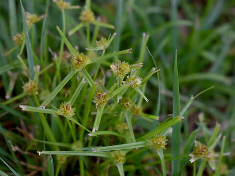 Image of Asian spikesedge