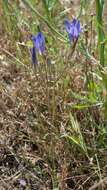 Image of harvest brodiaea