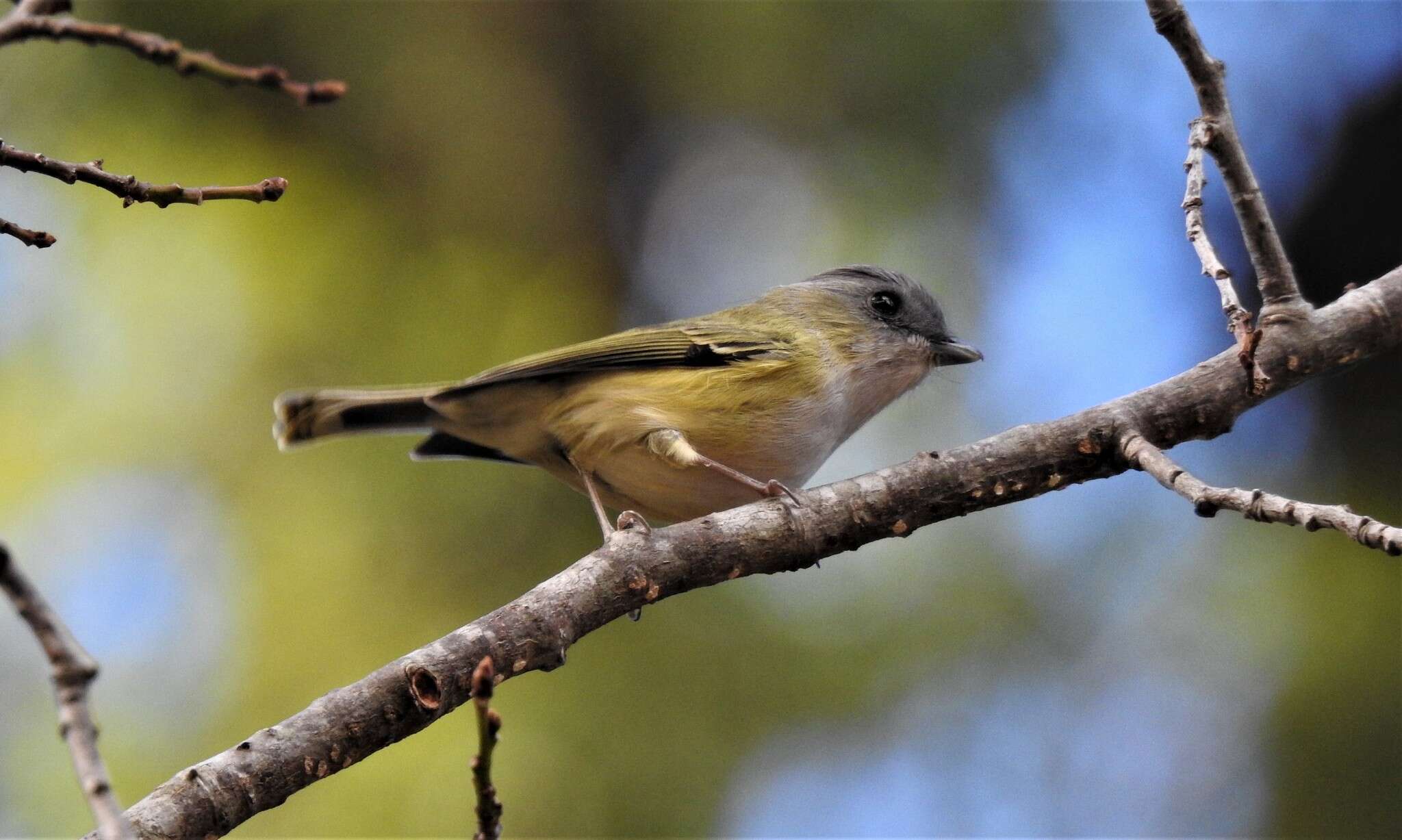 Imagem de Pteruthius xanthochlorus Gray, JE, Gray & GR 1847