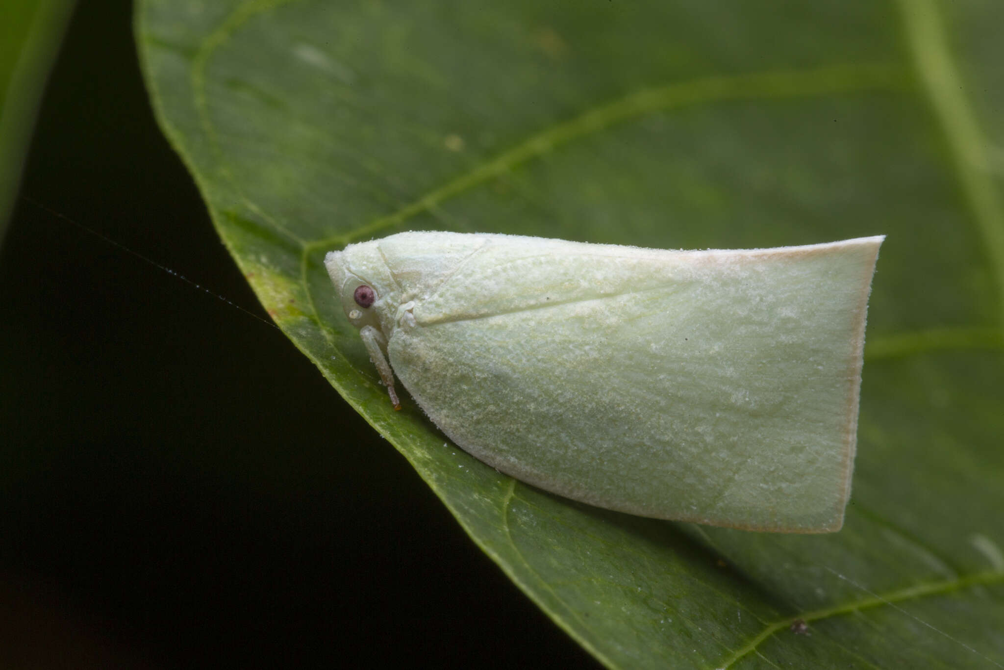Image of Anaya luteimargo (Walker 1857)