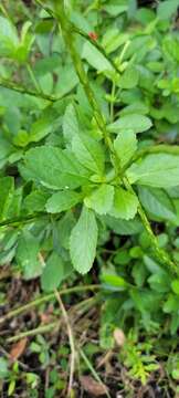 Image of Dwarf Red Porterweed